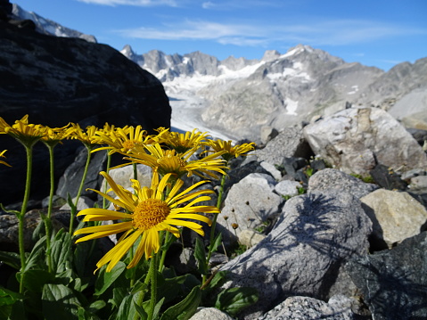 yellow flowers in the mountains glacier and rocks