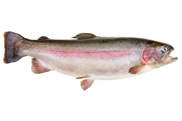 istock Rainbow trout - Oncorhynchus mykiss 154276400
