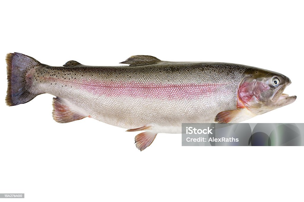 Rainbow trout - Oncorhynchus mykiss Rainbow trout - Oncorhynchus mykiss isolated over white background Rainbow Trout Stock Photo