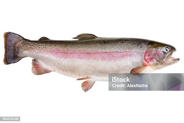 Rainbow Trout Oncorhynchus Mykiss Stock Photo - Download Image Now - Rainbow Trout, Cut Out, Salmon - Animal