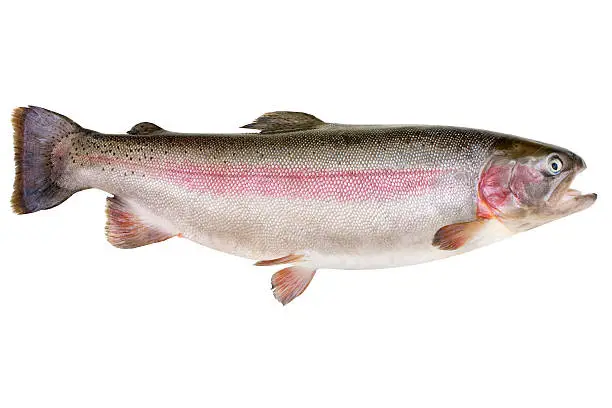 Photo of Rainbow trout - Oncorhynchus mykiss