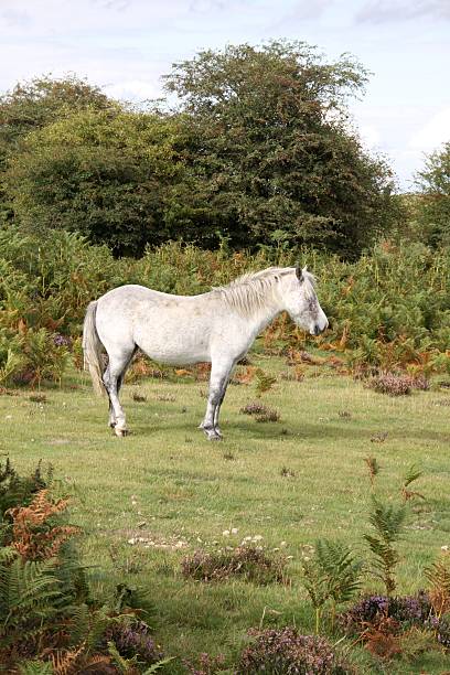 istock wild white pony standing in forest clearing autumn 154276476