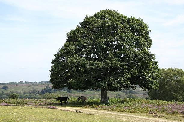 istock new forest oak tree with ponies in shade 154276539