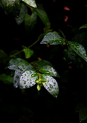 A lush green plant with dewy water droplets on its leaves, illuminated by natural sunlight