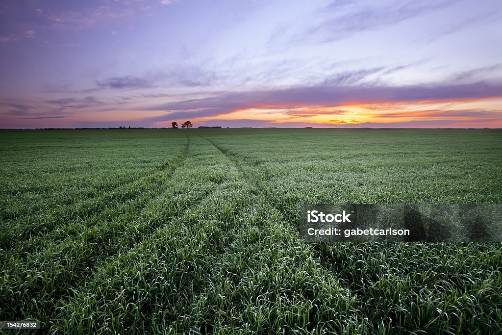 Wheat campo di - Foto stock royalty-free di Dakota del Nord