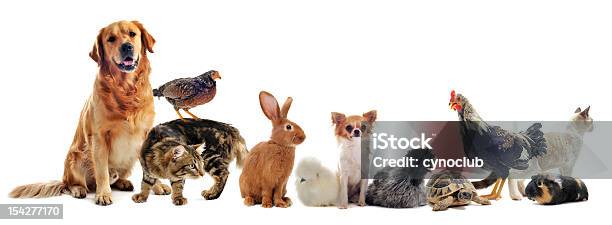 Group Of Pets Stock Photo - Download Image Now - Pets, Group Of Animals, Dog