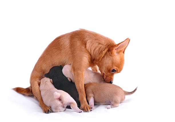 istock chihuahua with puppies 154277201