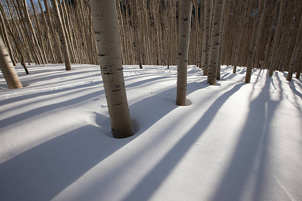 istock light and shadows through Aspen Forest, USA 154277462