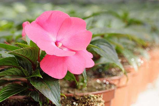 istock Achimenes in the hot-house 154279425