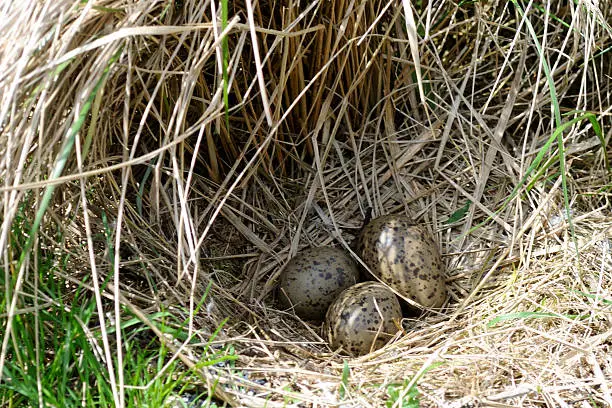 Nest of a herring gull with 3 eggs.