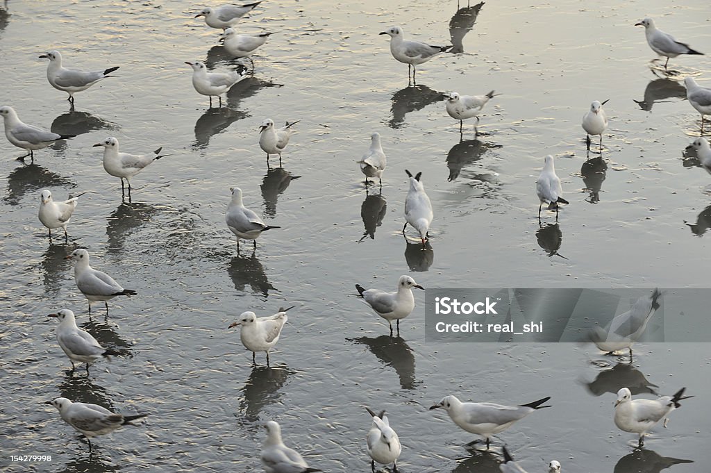 Möwe - Lizenzfrei Aussicht genießen Stock-Foto