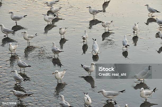 Mewa - zdjęcia stockowe i więcej obrazów Bez ludzi - Bez ludzi, Bezludna wyspa, Brzask