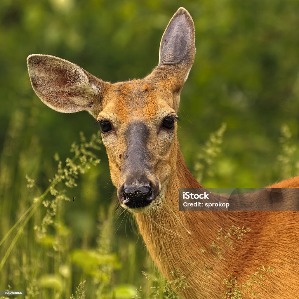 Le cerf à queue blanche - Photo de Biche libre de droits