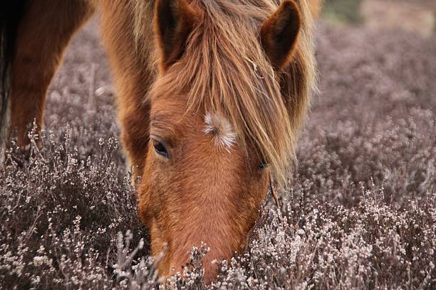 wild chestnut horse forages in heather wild chestnut horse forages in heather, the new forest, uk new forest photos stock pictures, royalty-free photos & images