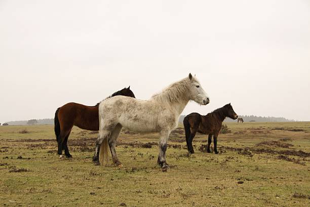 istock wild horses standing watch on forest plain 154280306