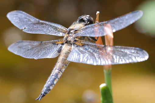 blue dragonfly on a branch close up macro photography