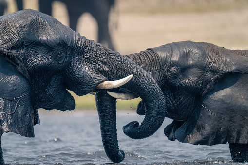Close-up of African elephants fighting in river