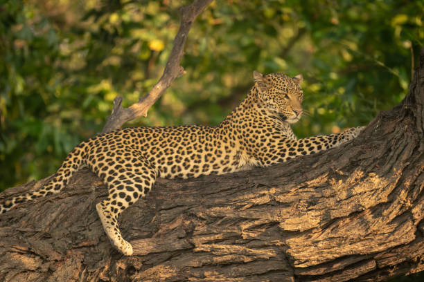 istock Close-up of leopard lying on tree trunk 1542804211