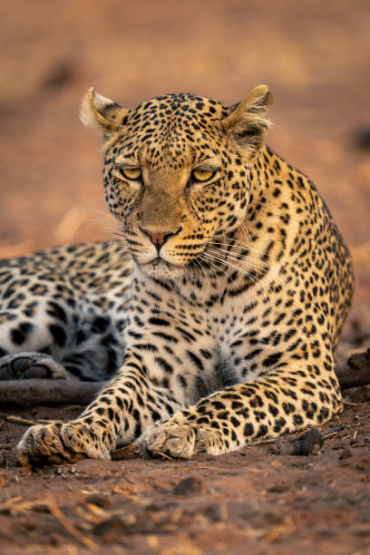 istock Close-up of leopard lying staring on sand 1542804776