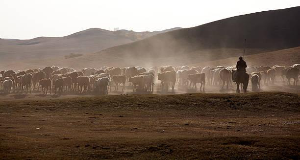 istock autumn pasture scenery ,grazing in the dusk 154280513