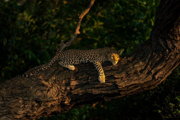 istock Close-up of leopard looking down from trunk 1542805307