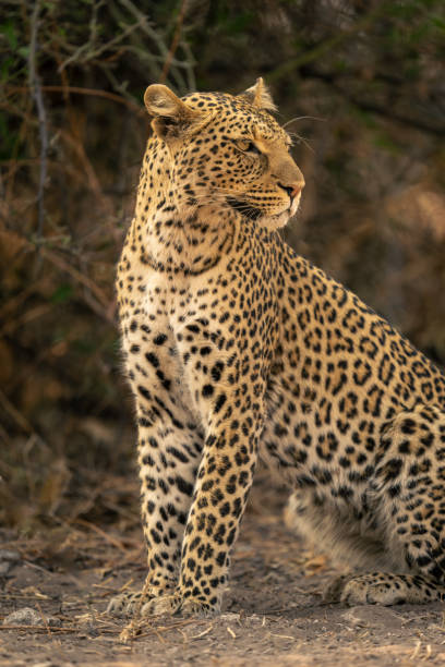istock Close-up of female leopard sitting by bush 1542808003