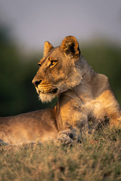 istock Close-up of lioness lying on grassy mound 1542809058