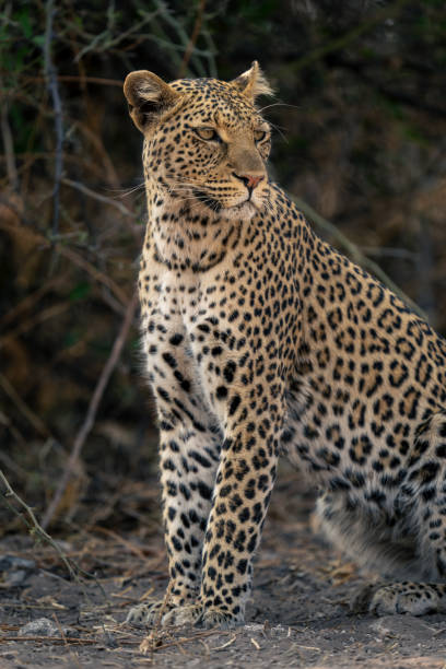 istock Close-up of leopard sitting turning her head 1542810096