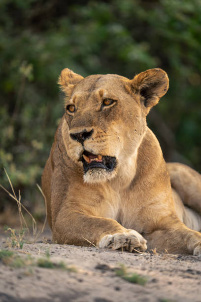istock Close-up of lioness lying on sandy ground 1542812709