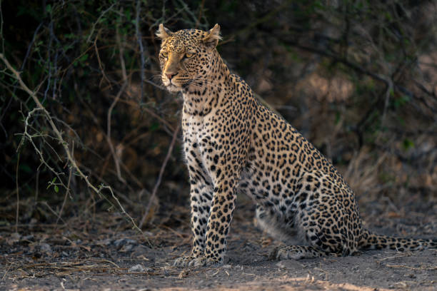 istock Close-up of leopard sitting by bush staring 1542812710