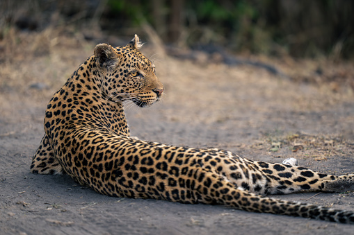Close-up of leopard lying looking over shoulder
