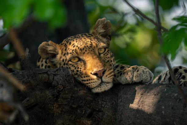 istock Close-up of leopard watching camera from tree 1542815305