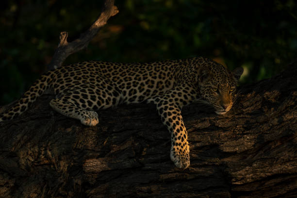 istock Close-up of leopard lying on thick trunk 1542815306