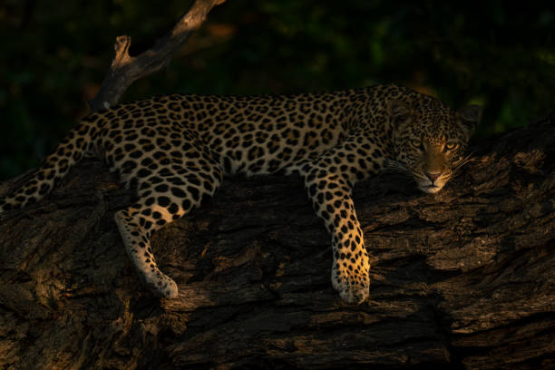 istock Close-up of leopard lying staring on branch 1542815307