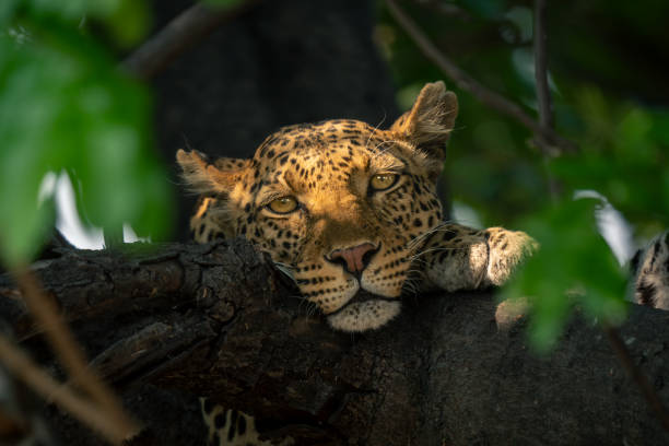 istock Close-up of leopard laying head on branch 1542815504