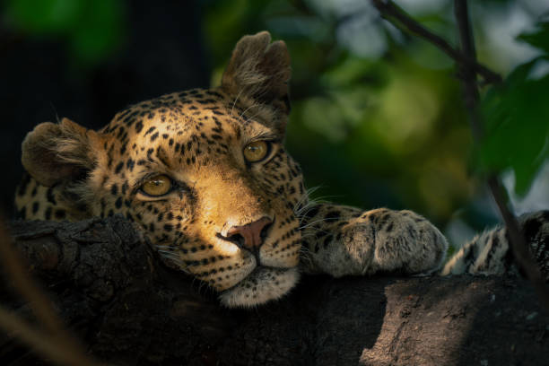 istock Close-up of leopard resting chin on branch 1542815827