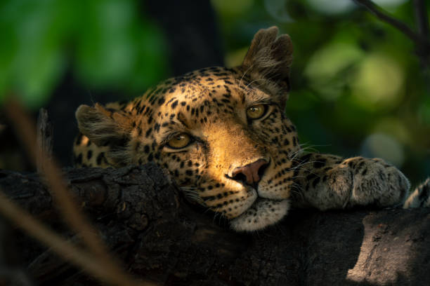 istock Close-up of leopard lying head on branch 1542815832