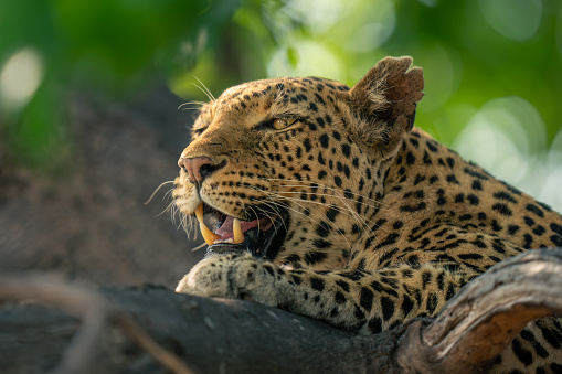 Close-up of leopard opening mouth on branch