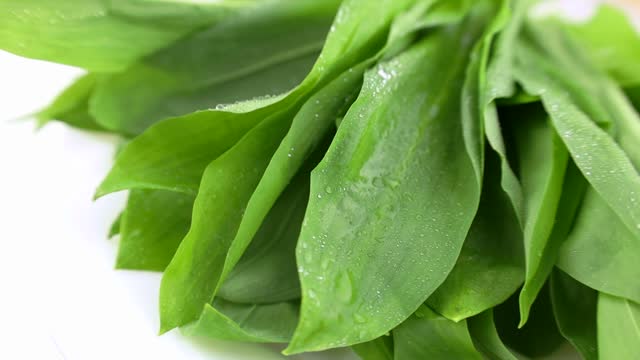 Fresh harvest of spring green ramson or wild leek herb leaves bunch rotation