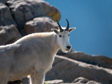 Mountain goat in high alpine tundra.
