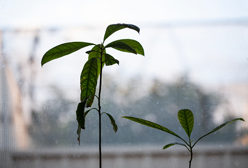 indoor avocado plants by a glass window