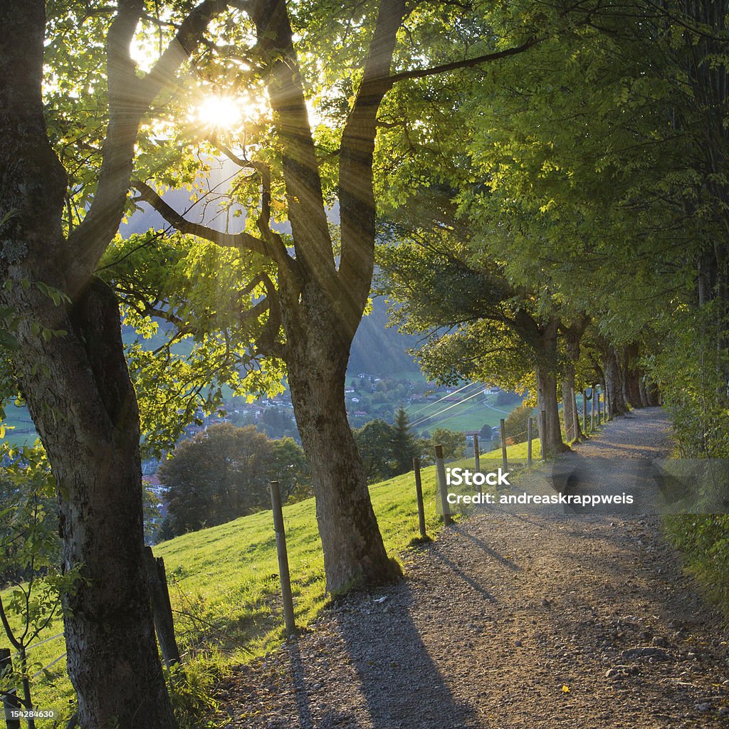Sycamore Trees on Mountain Path Sun shining through Sycamore Trees on Mountain Path, Bavarian Alps at Schliersee, Germany Douglas Maple Stock Photo