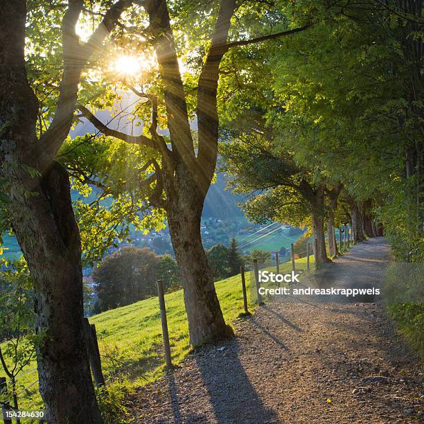 Sycamore Trees On Mountain Path Stock Photo - Download Image Now - Douglas Maple, European Alps, Footpath