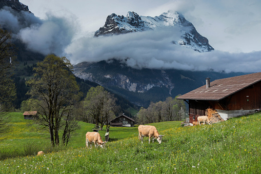 Dairy cows grazing in a wildflower meadow in the Bernese Oberland, Switzerland