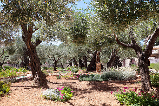 Olives A tree in the Garden of Gethsemane where Jesus prayed before the crucifixion. garden of gethsemane stock pictures, royalty-free photos & images