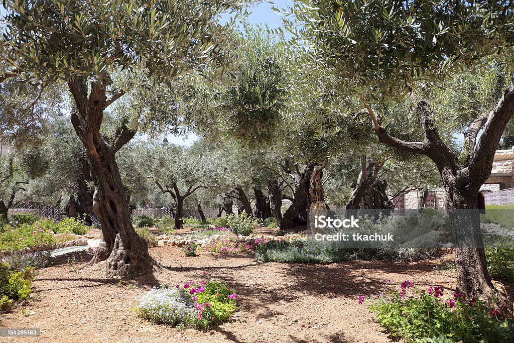 Oliwki - Zbiór zdjęć royalty-free (Getsemani)