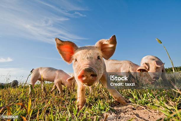 Photo libre de droit de Quatre Bébés Porcs De La Ferme Dans Dalarna Suède banque d'images et plus d'images libres de droit de Porc - Mammifère ongulé - Porc - Mammifère ongulé, Ferme - Aménagement de l'espace, Cochon domestique