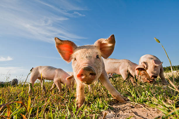Four baby pigs on farm in Dalarna, Sweden stock photo