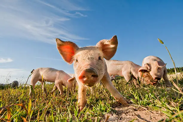 A baby pig on a pigfarm in Dalarna, Sweden