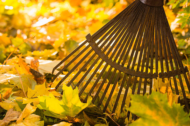 Rake and leafs stock photo